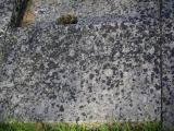 image of grave number 842454